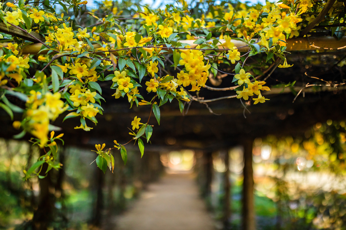 Flowers over the arboretum walkway