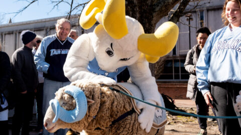 UNC mascot Ramses bending to pet a real ram with Carolina blue painted horns